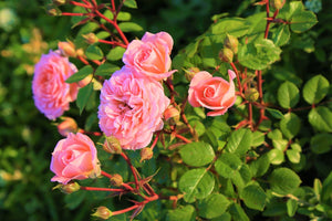 How I Discovered Ingestible Rose Products