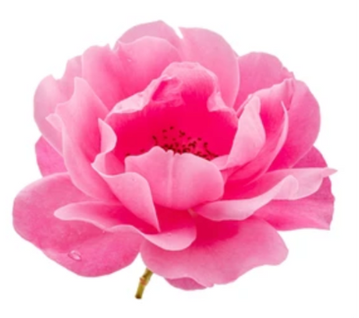 Bulgarian Rose